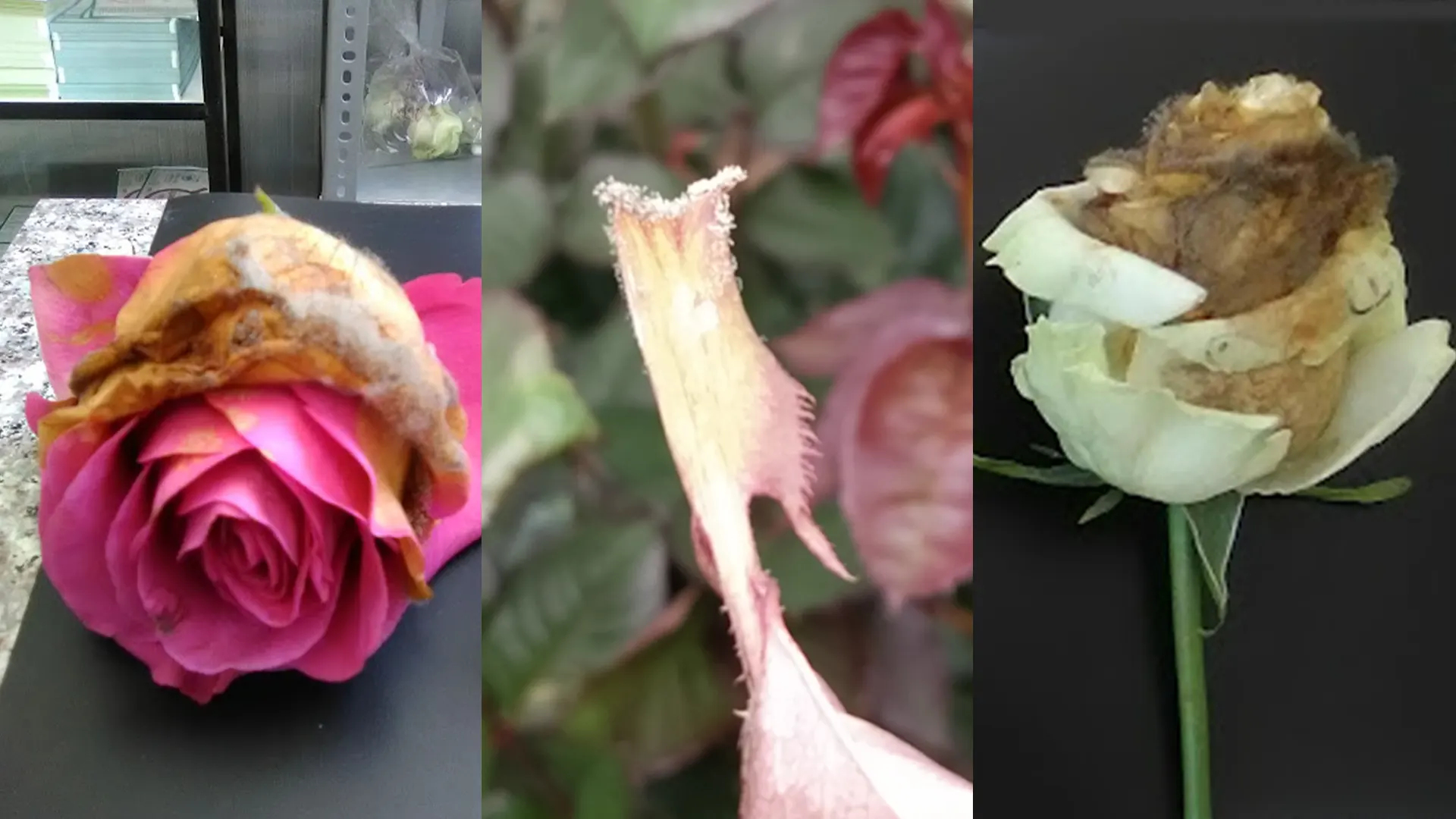 Presence of Botrytis cinerea sclerotia in rose crops